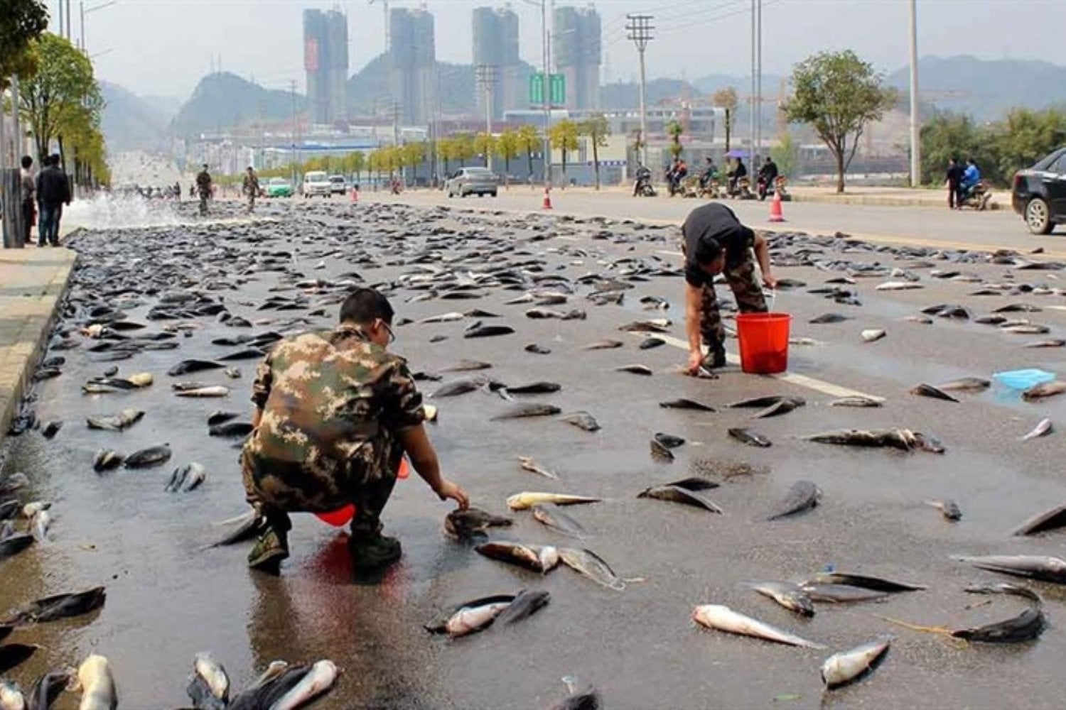 El misterioso fenómeno de los peces que caen del cielo: ¿milagro, ciencia o algo más?