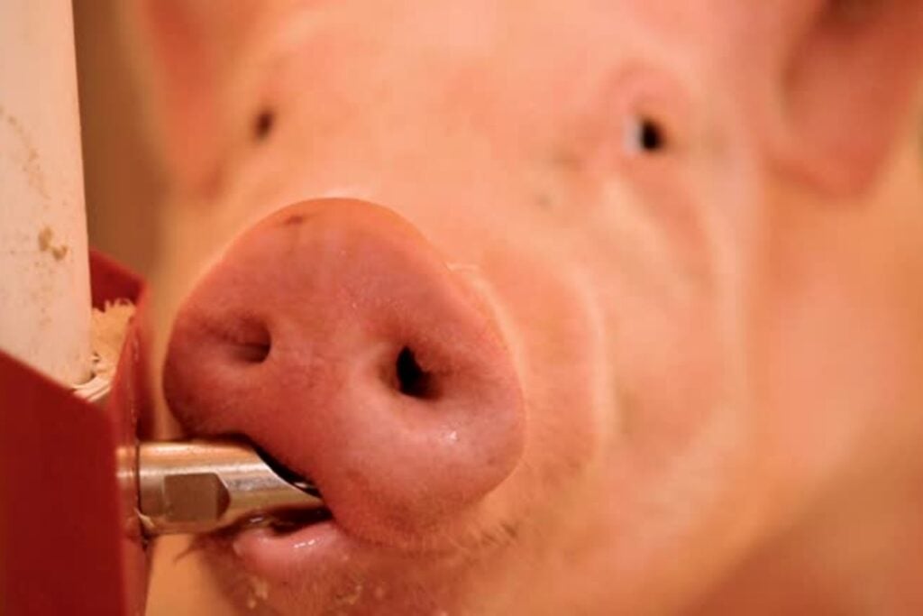 ¿Un hígado de cerdo podría salvar vidas humanas? El polémico avance que desafía a la ciencia médica