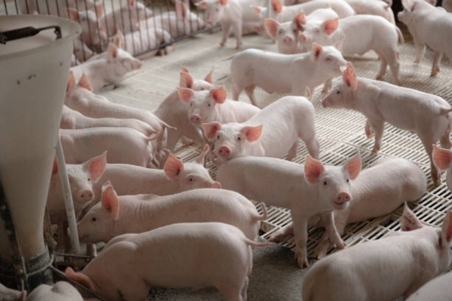 ¿Un hígado de cerdo podría salvar vidas humanas? El polémico avance que desafía a la ciencia médica