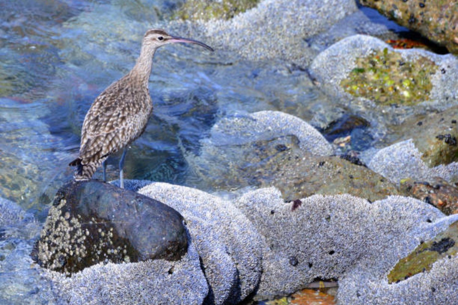 Desapareció sin dejar rastro: el misterio del zarapito fino, el primer pájaro europeo en extinguirse
