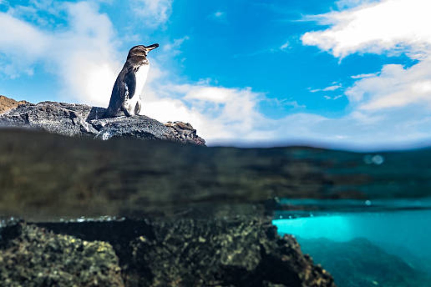 Cuando el paraíso pierde la calma: una señal alarmante en las Galápagos
