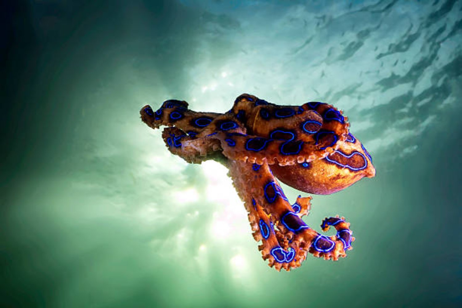 Pulpo: El animal que podría heredar la Tierra tras la extinción humana, según un profesor de Oxford