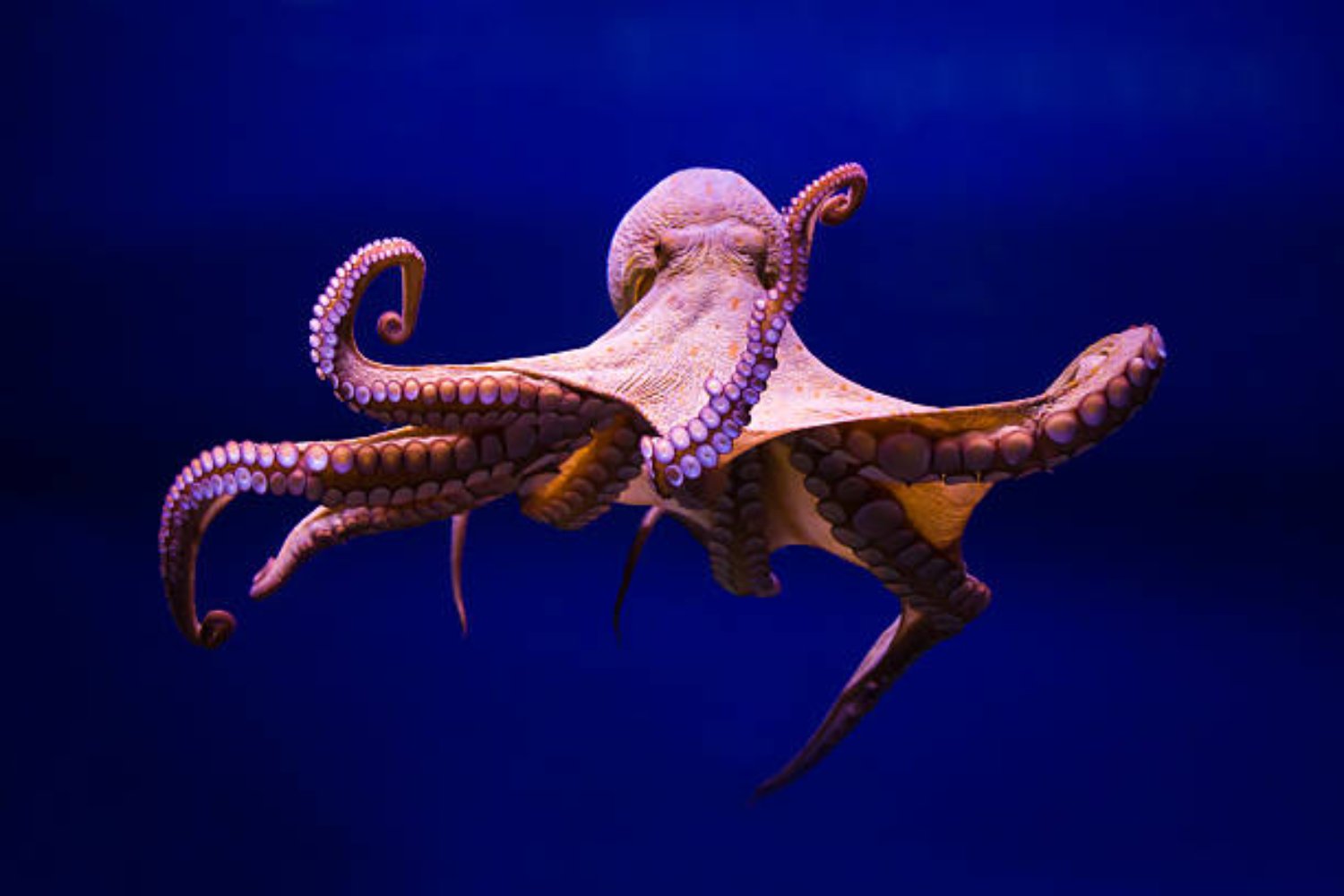 Pulpo: El animal que podría heredar la Tierra tras la extinción humana, según un profesor de Oxford