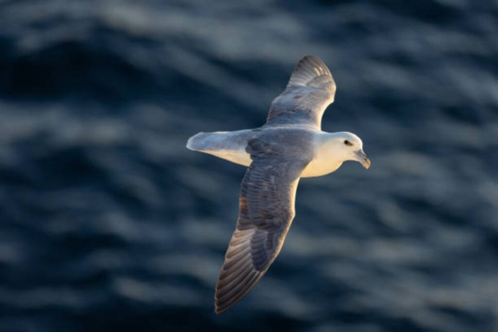 Cuando el paraíso pierde la calma: una señal alarmante en las Galápagos