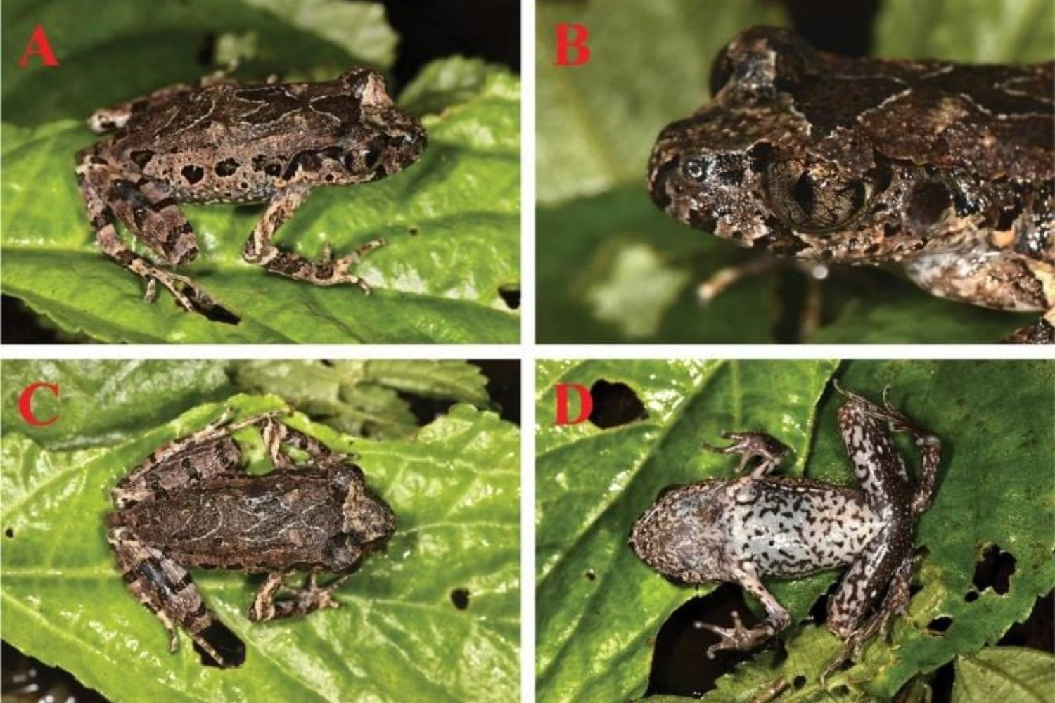 Un enigma en los bosques de China: el sapo de ojos multicolores que la ciencia acaba de descubrir