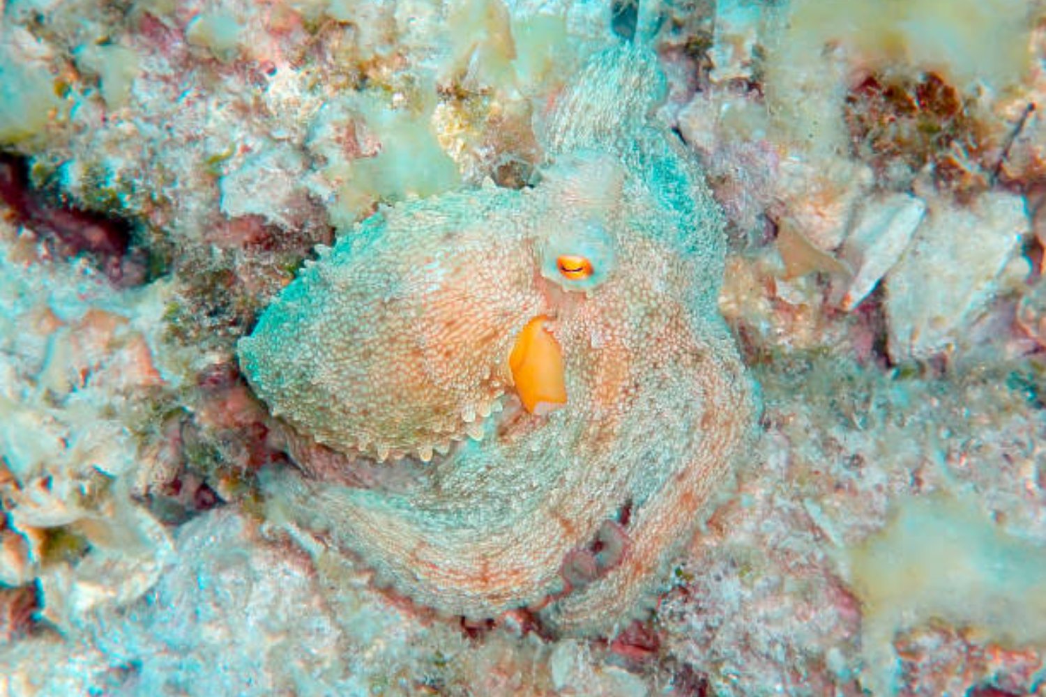 Pulpo: El animal que podría heredar la Tierra tras la extinción humana, según un profesor de Oxford