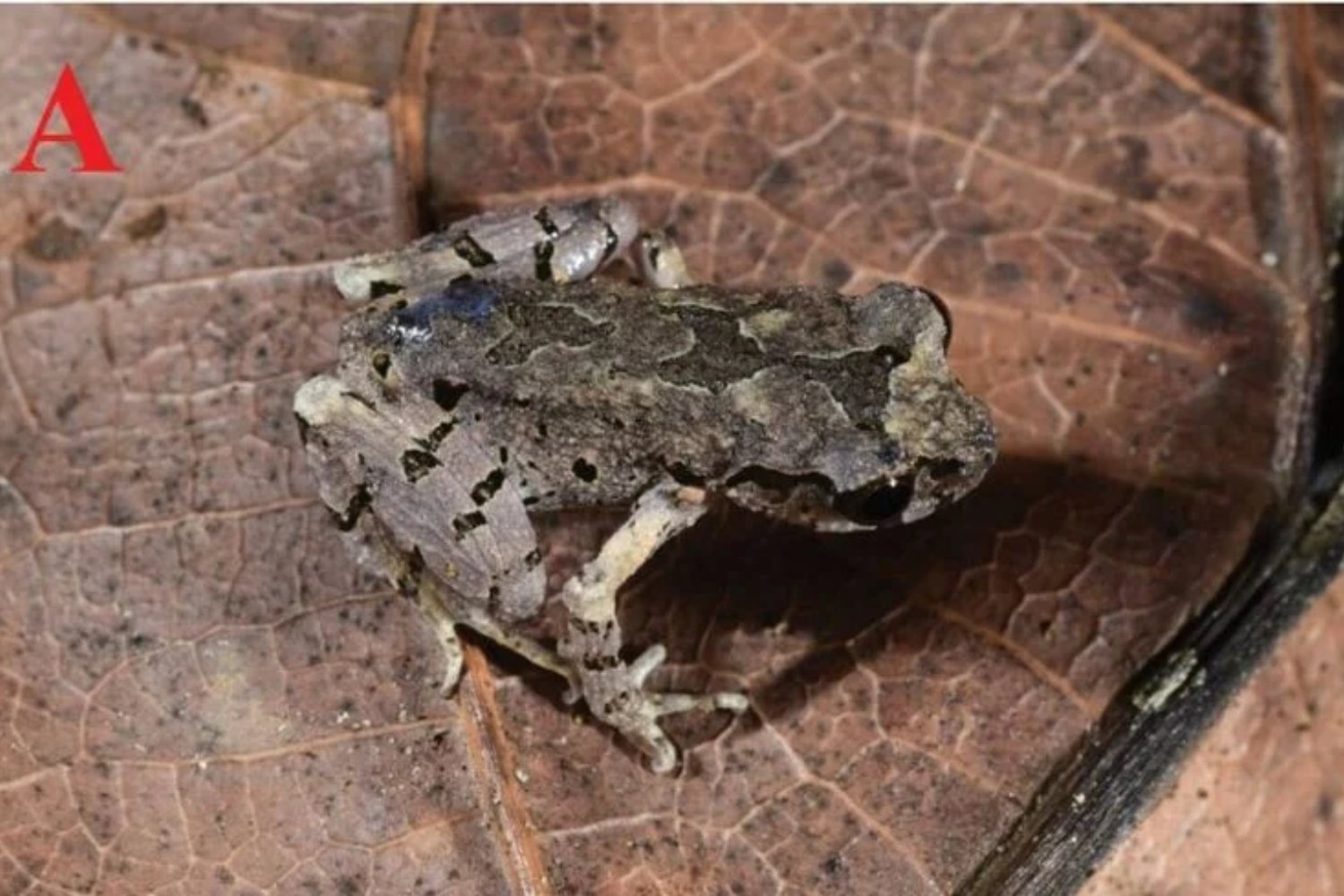 Un enigma en los bosques de China: el sapo de ojos multicolores que la ciencia acaba de descubrir