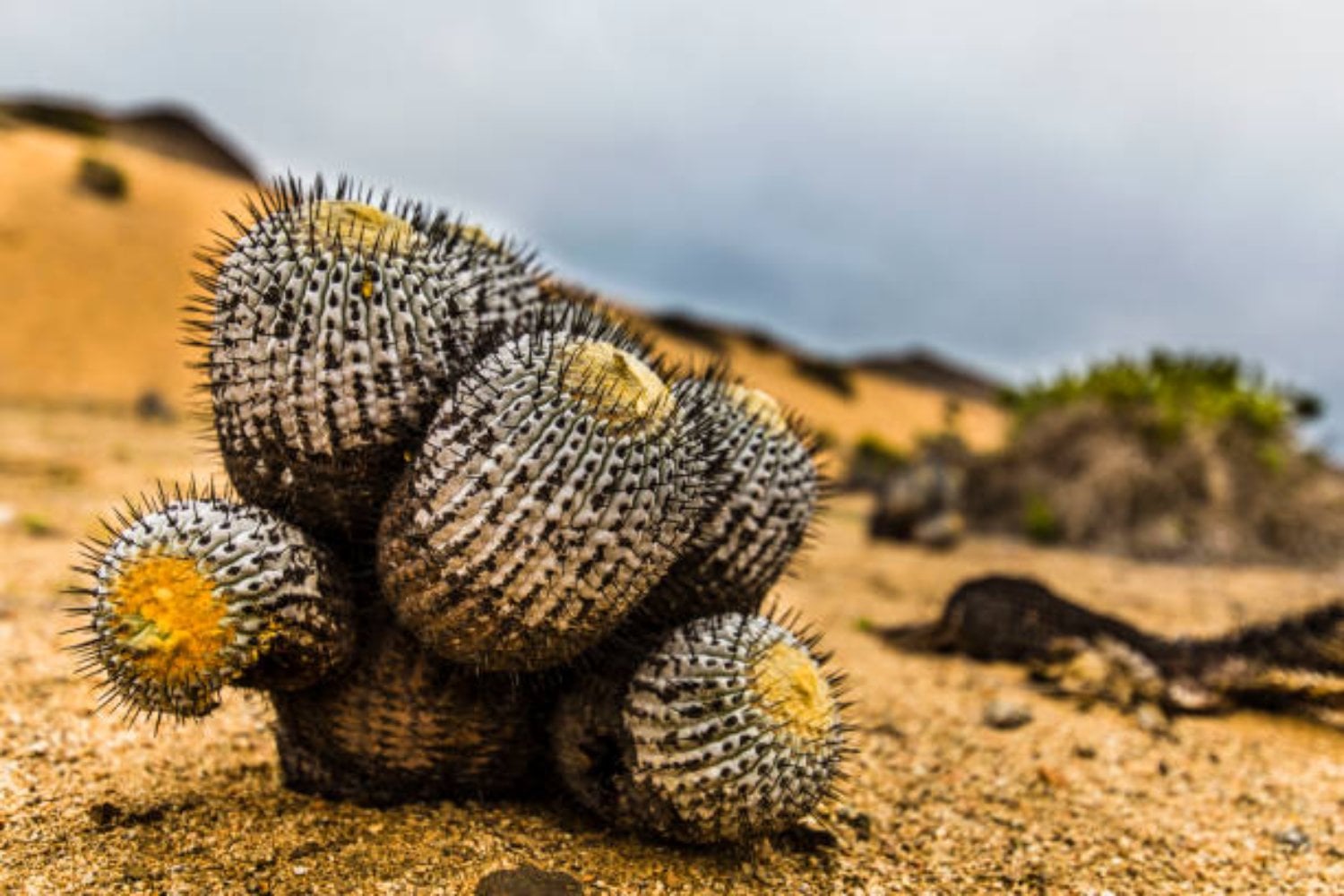 El misterioso caso del cactus chileno que desató una histórica operación policial en Italia