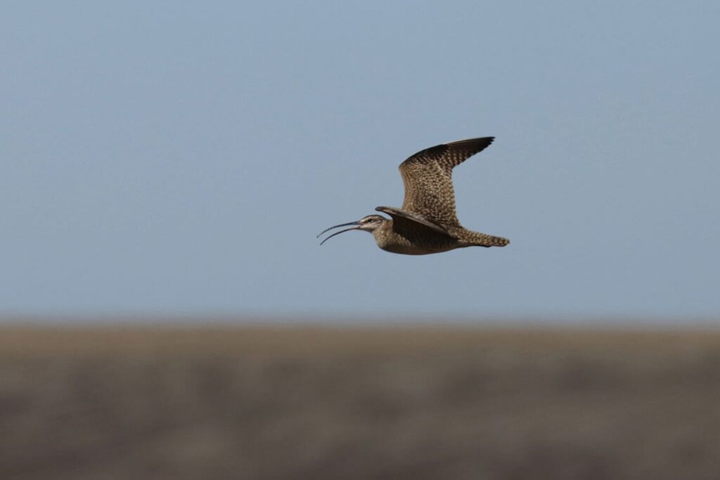 Desapareció sin dejar rastro: el misterio del zarapito fino, el primer pájaro europeo en extinguirse