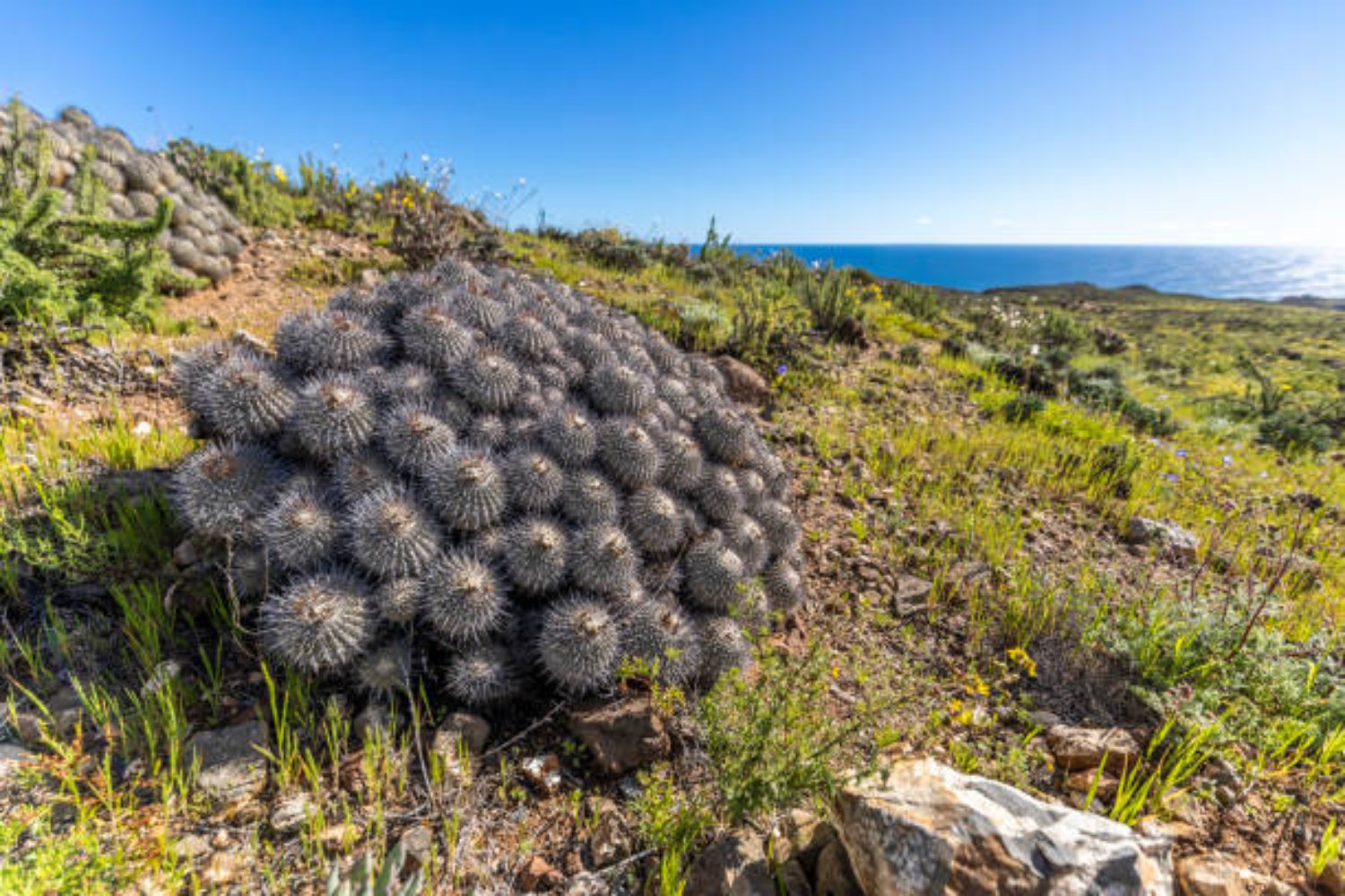 El misterioso caso del cactus chileno que desató una histórica operación policial en Italia