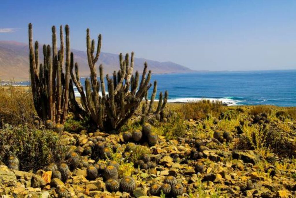 El misterioso caso del cactus chileno que desató una histórica operación policial en Italia