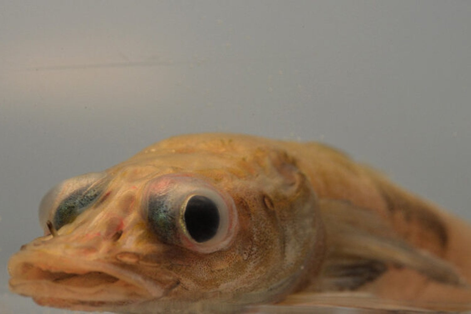 Un hallazgo inquietante en la Antártida: descubren una nueva especie que desconcierta a los científicos