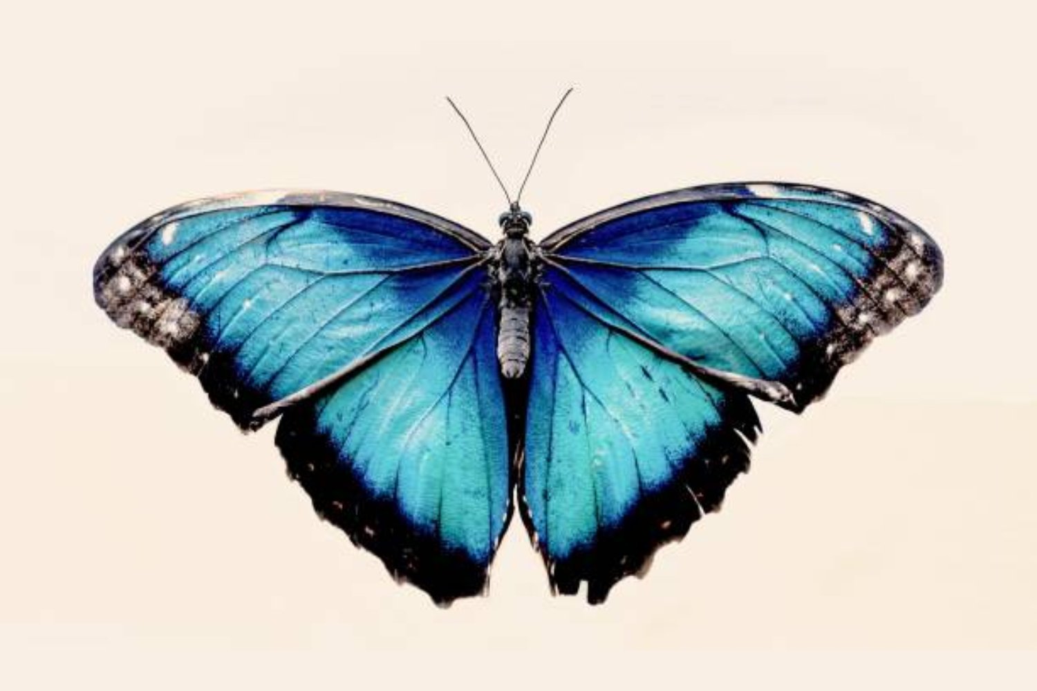 El misterio de los colores en las mariposas: lo que la ciencia acaba de descubrir