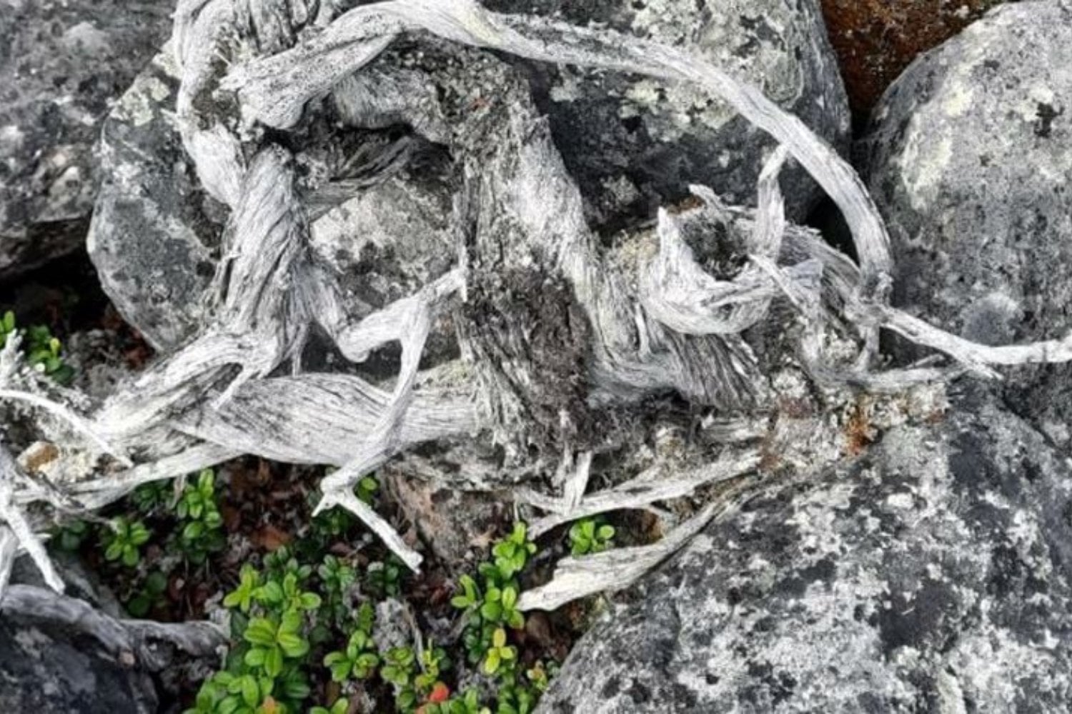 Un enebro, el testigo del tiempo: descubren en Finlandia un ser vivo que vivió 1.647 años