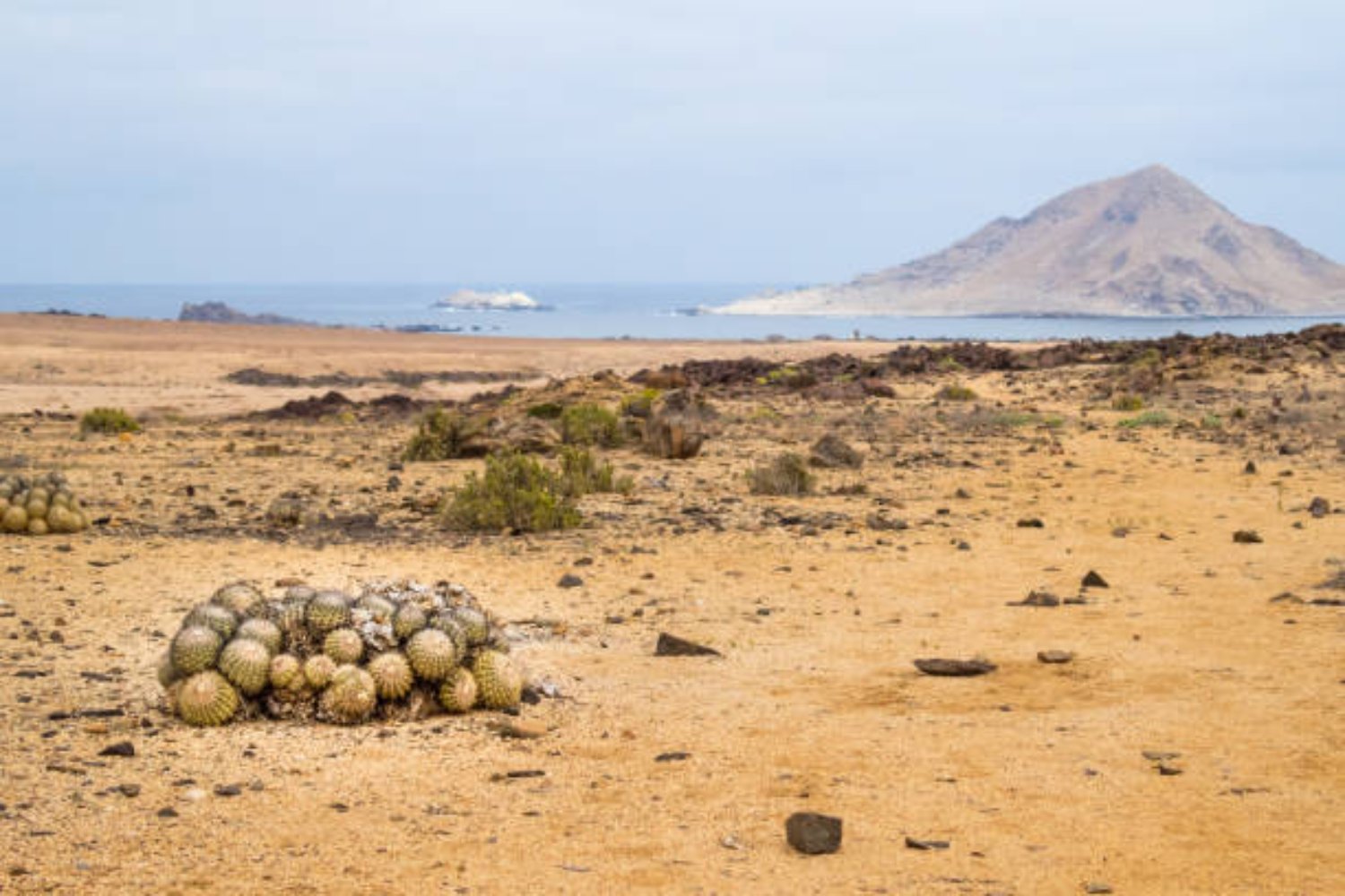 El misterioso caso del cactus chileno que desató una histórica operación policial en Italia