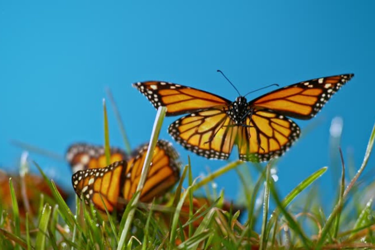 El misterio de los colores en las mariposas: lo que la ciencia acaba de descubrir