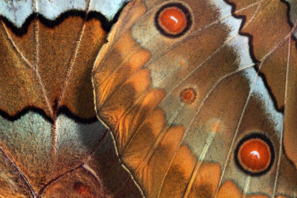 El misterio de los colores en las mariposas: lo que la ciencia acaba de descubrir