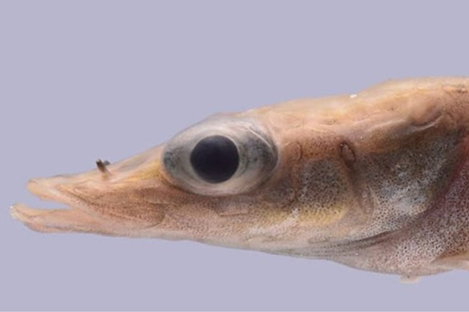 Un hallazgo inquietante en la Antártida: descubren una nueva especie que desconcierta a los científicos