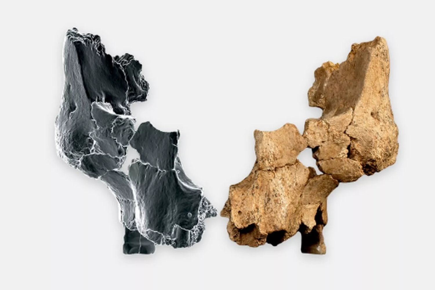 El rostro más antiguo de Europa: el hallazgo en Atapuerca que podría cambiar la historia humana