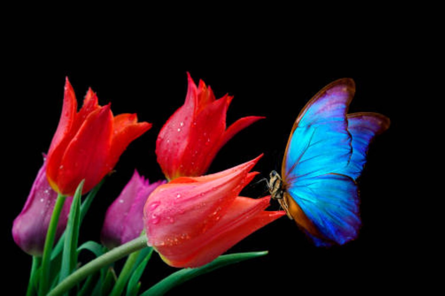 El misterio de los colores en las mariposas: lo que la ciencia acaba de descubrir