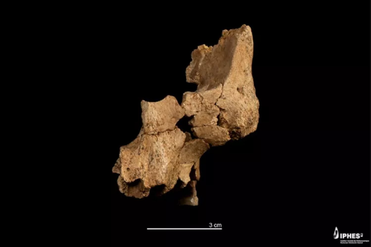 El rostro más antiguo de Europa: el hallazgo en Atapuerca que podría cambiar la historia humana