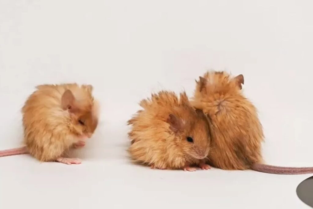 La ciencia desafía la extinción: crean ratones con el pelo de los mamuts