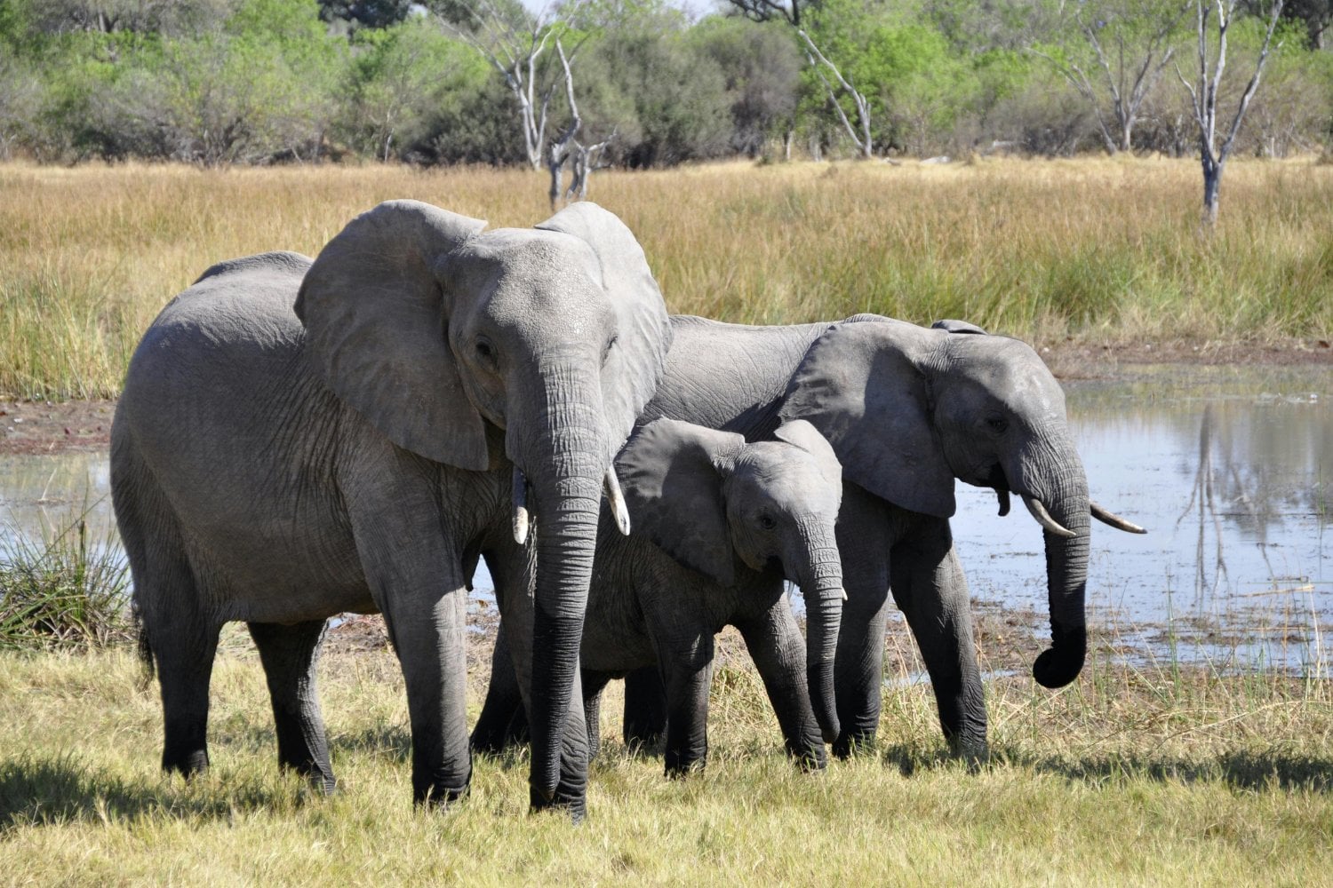 Elefante