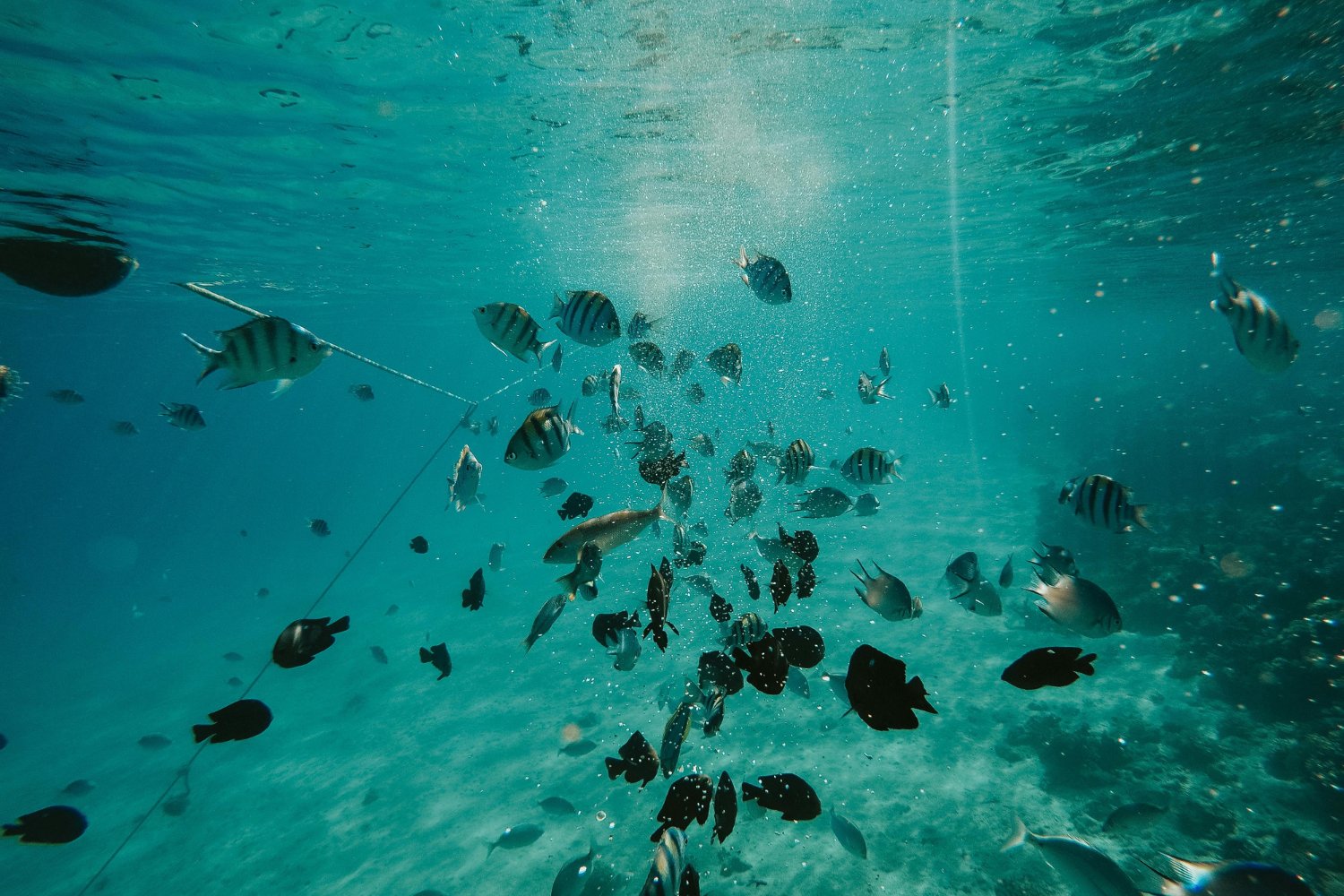 Especie Submarina