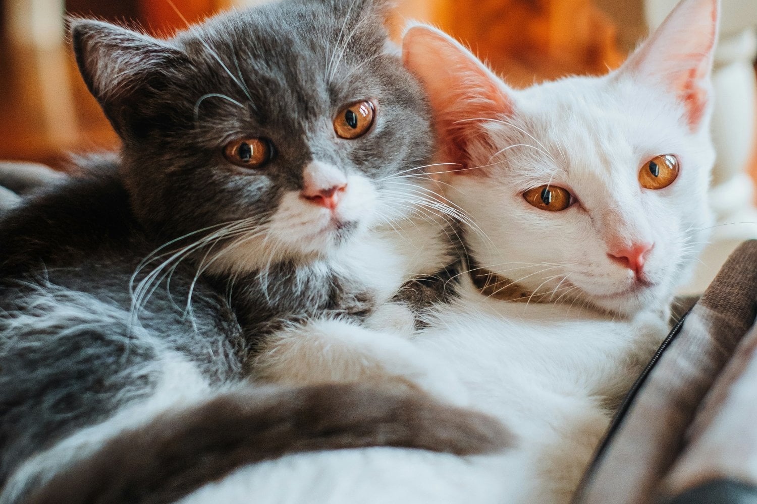 Gatos Amigos