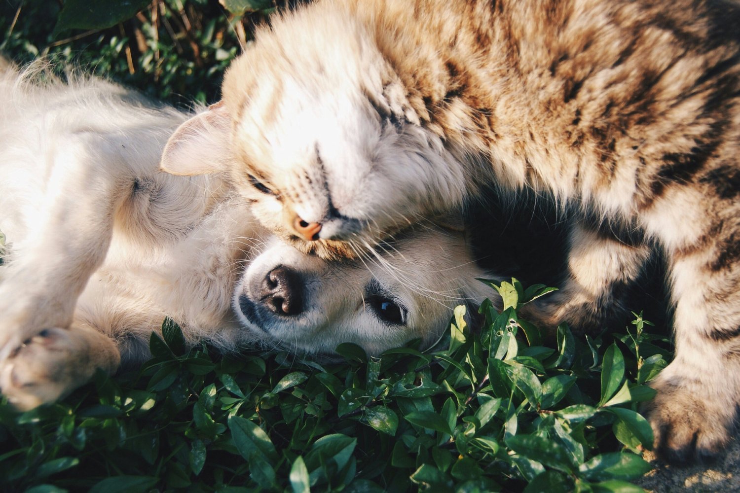 Gatos Amigos