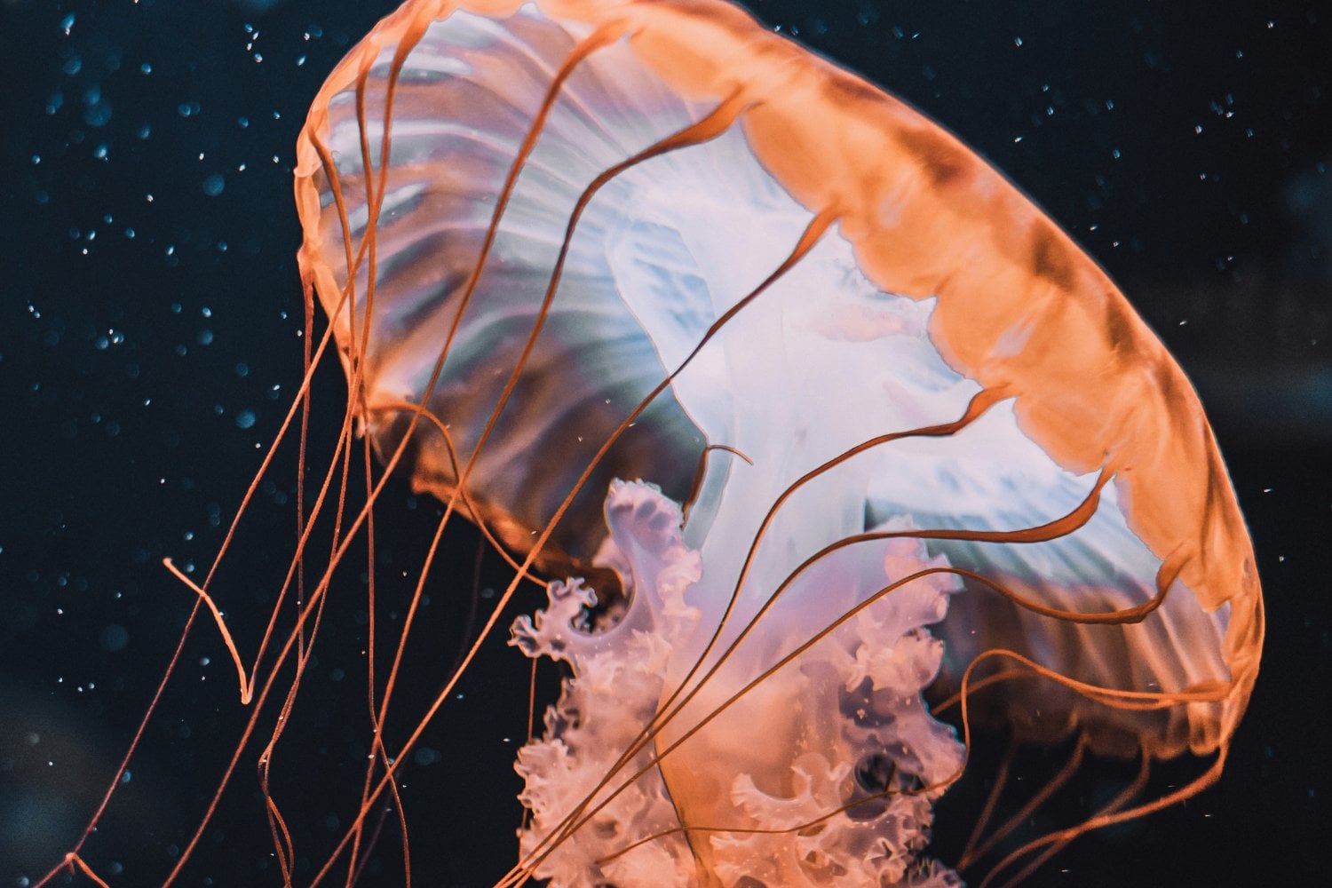 Medusas
