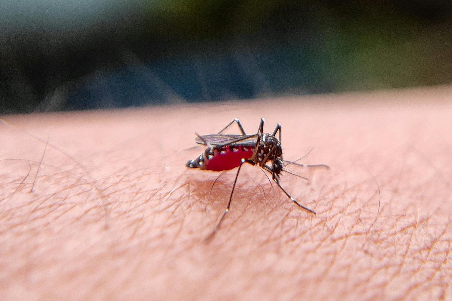 Mosquito