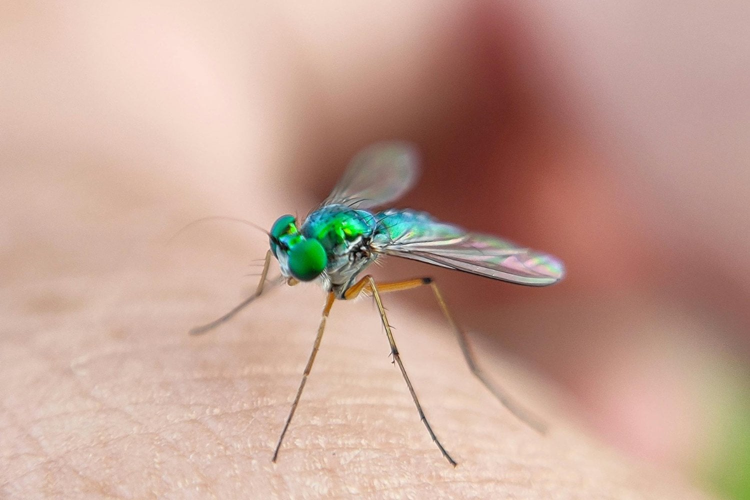 Mosquito