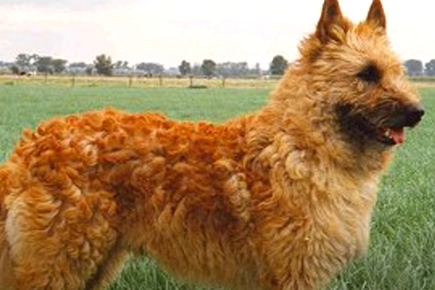 Perro
