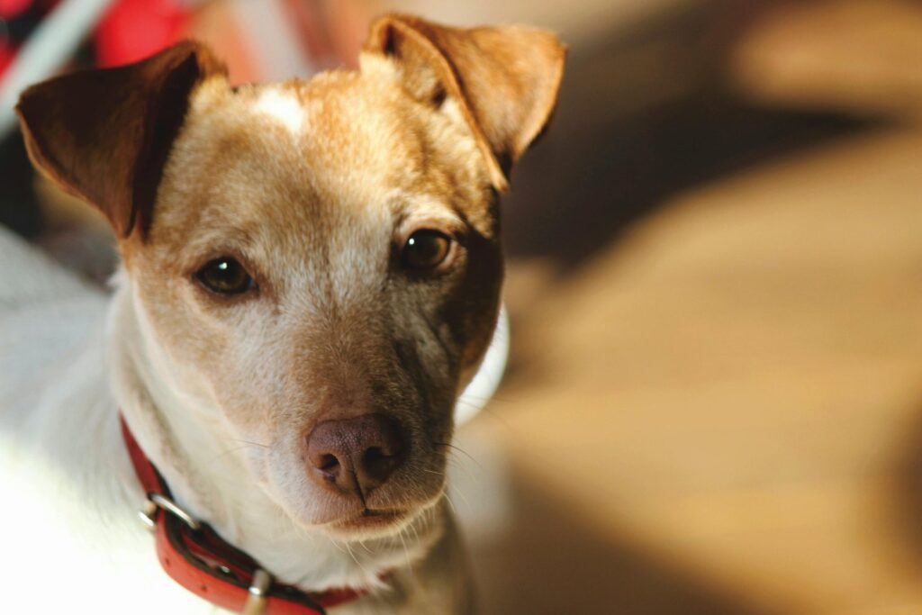 Lo que el calor extremo le está haciendo a tu mascota y por qué nadie te lo advierte