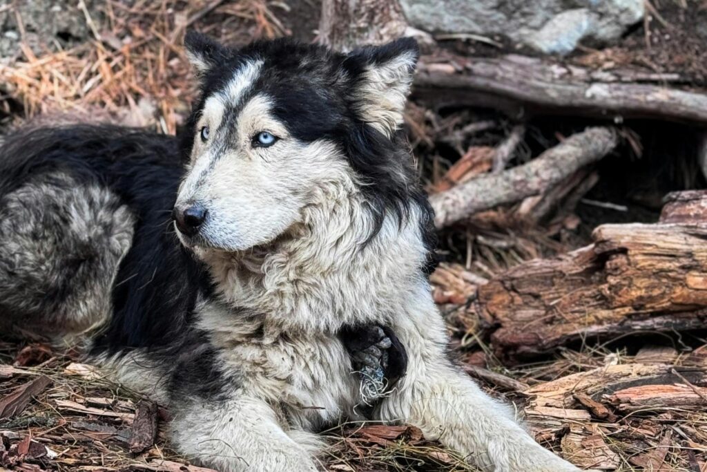 Cómo algunos perros logran regresar a casa desde lugares imposibles (y qué ciencia hay detrás)