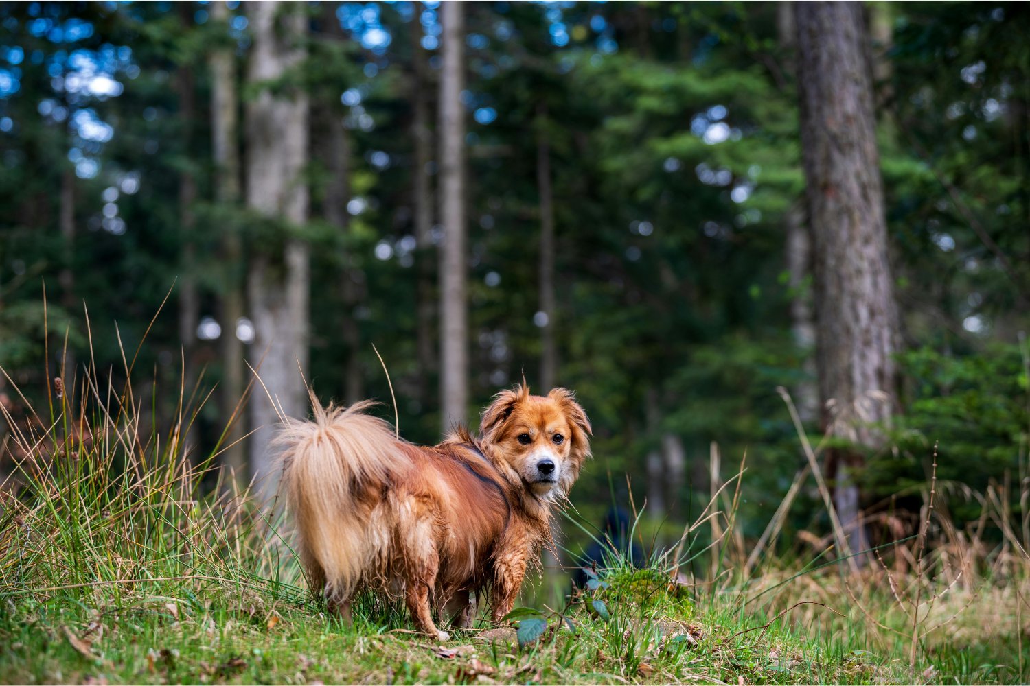 Cómo algunos perros logran regresar a casa desde lugares imposibles (y qué ciencia hay detrás)