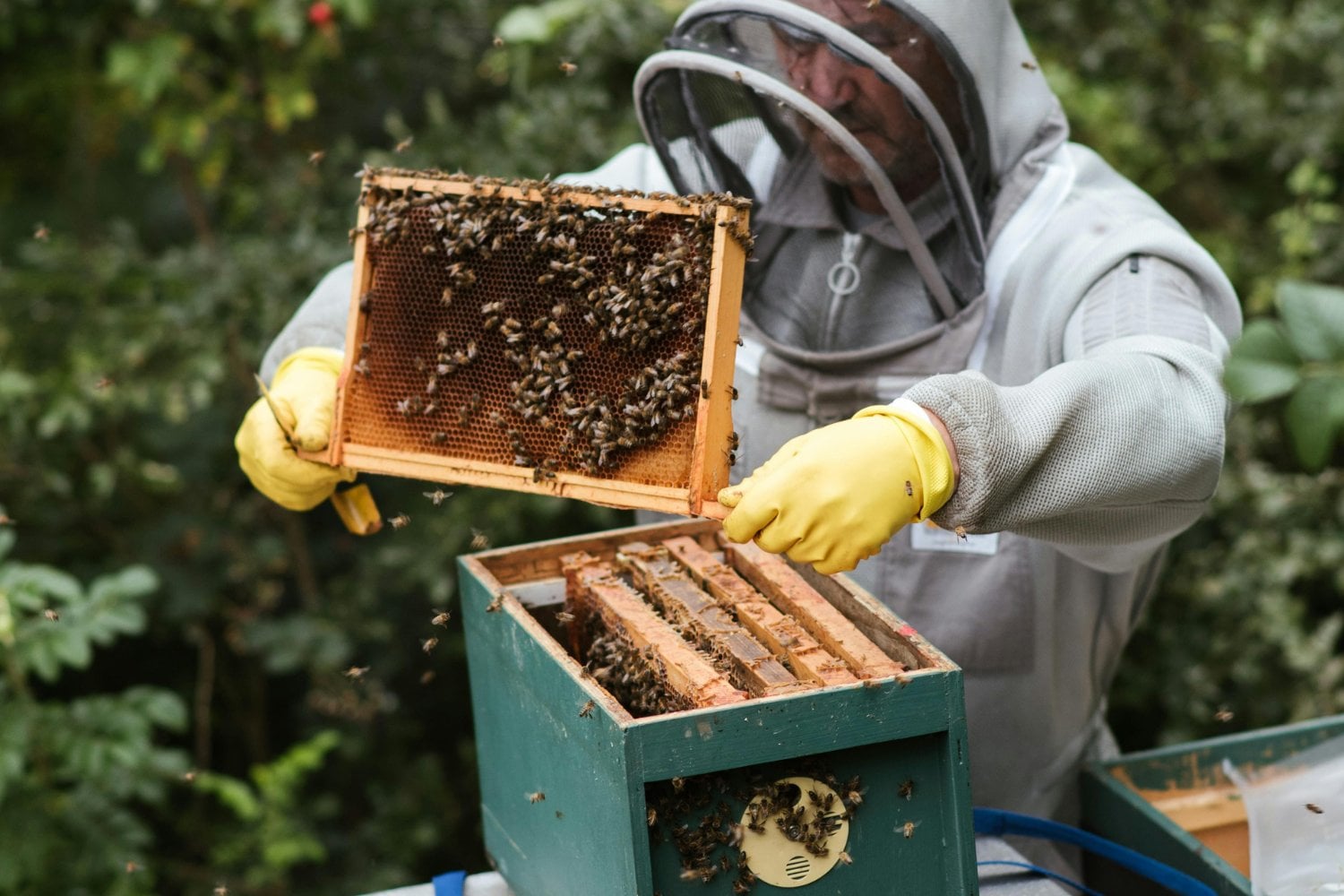 El día que las abejas desaparezcan: el efecto dominó que podría cambiar el planeta
