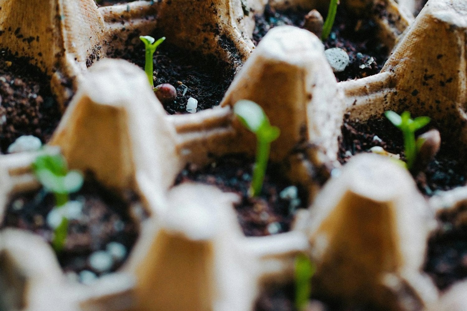 Qué es el compostaje y por qué hacerlo desde casa