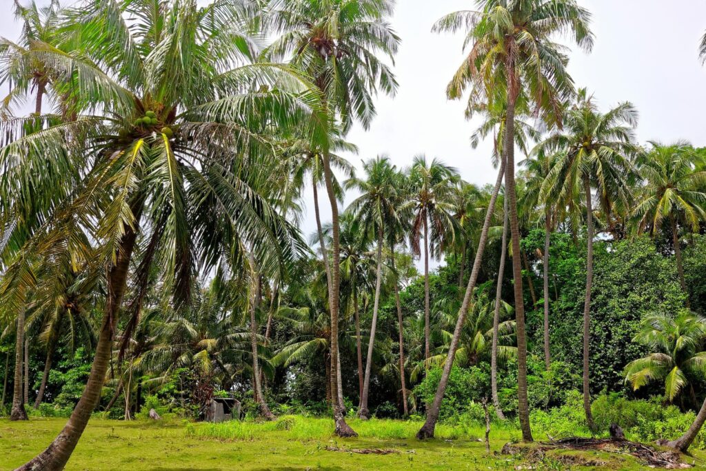 La selva podría volver sola: lo que revelan los satélites y casi nadie esperaba