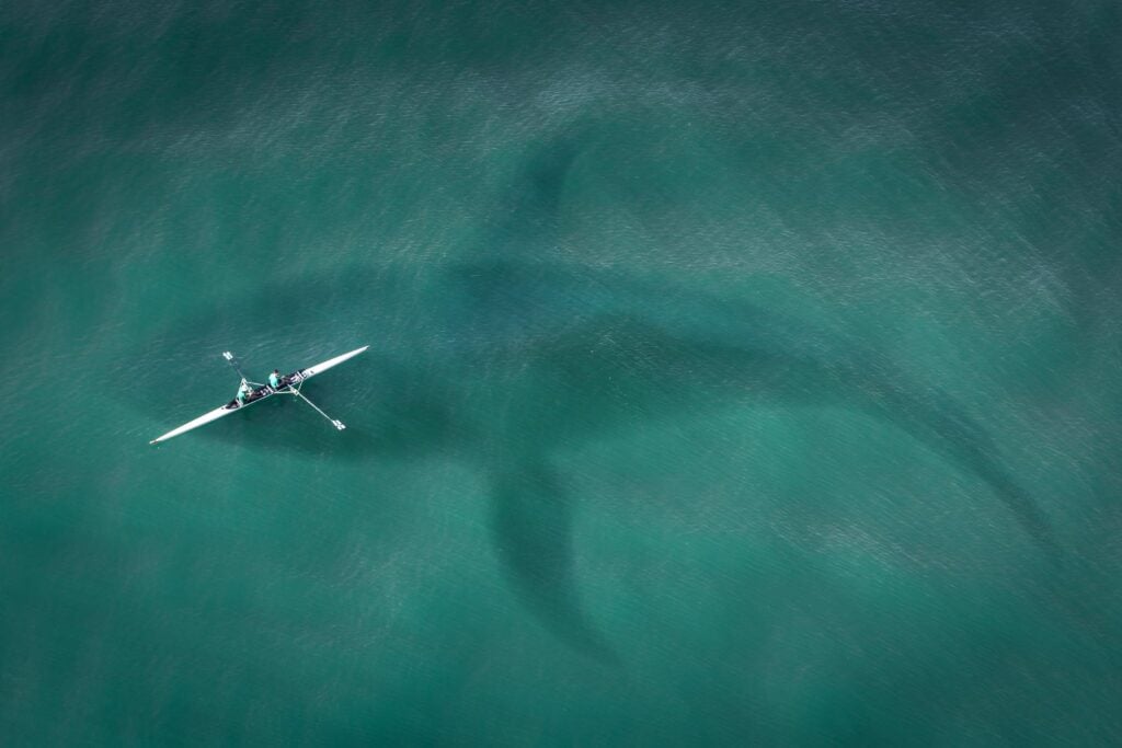 El enigma del megalodón: ¿y si no era tan gigantesco como pensamos?