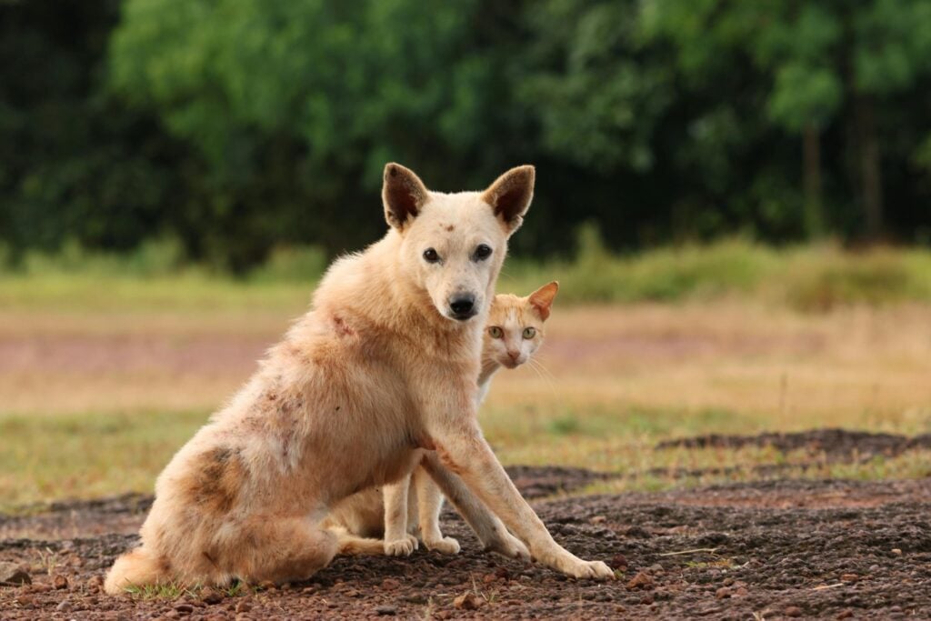 Por qué tu gato ignora la comida que tu perro devora sin pensarlo