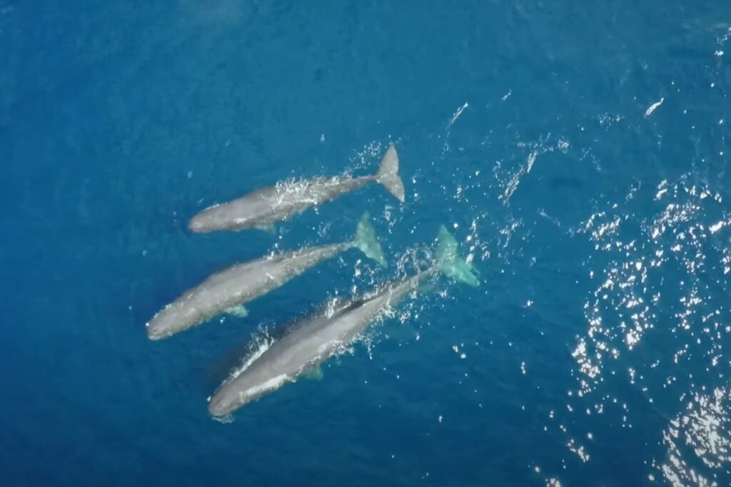 El misterioso habitante del océano que guarda el cerebro más grande del planeta