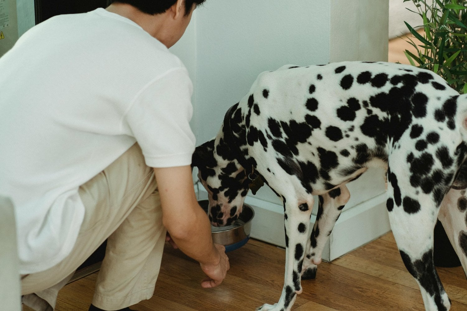 Perros: los todoterreno del sabor