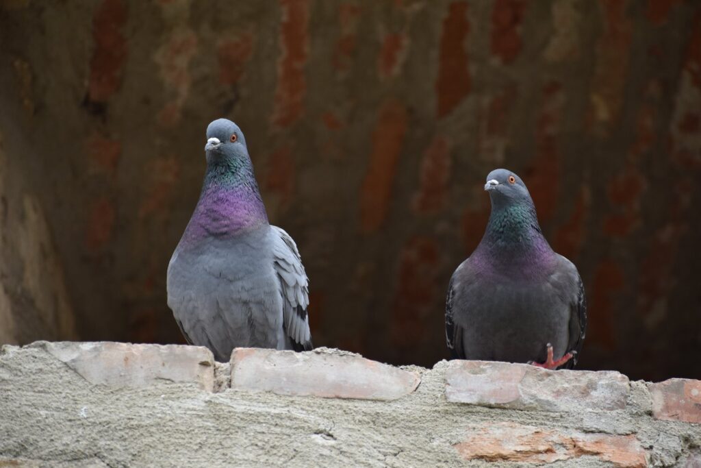El truco de color que las palomas odian: cómo proteger tu terraza o jardín fácilmente