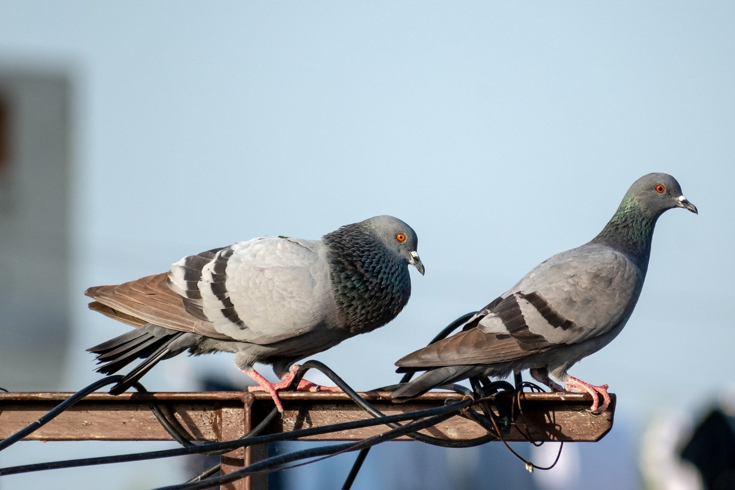 El sorprendente truco de color que ahuyenta a las palomas