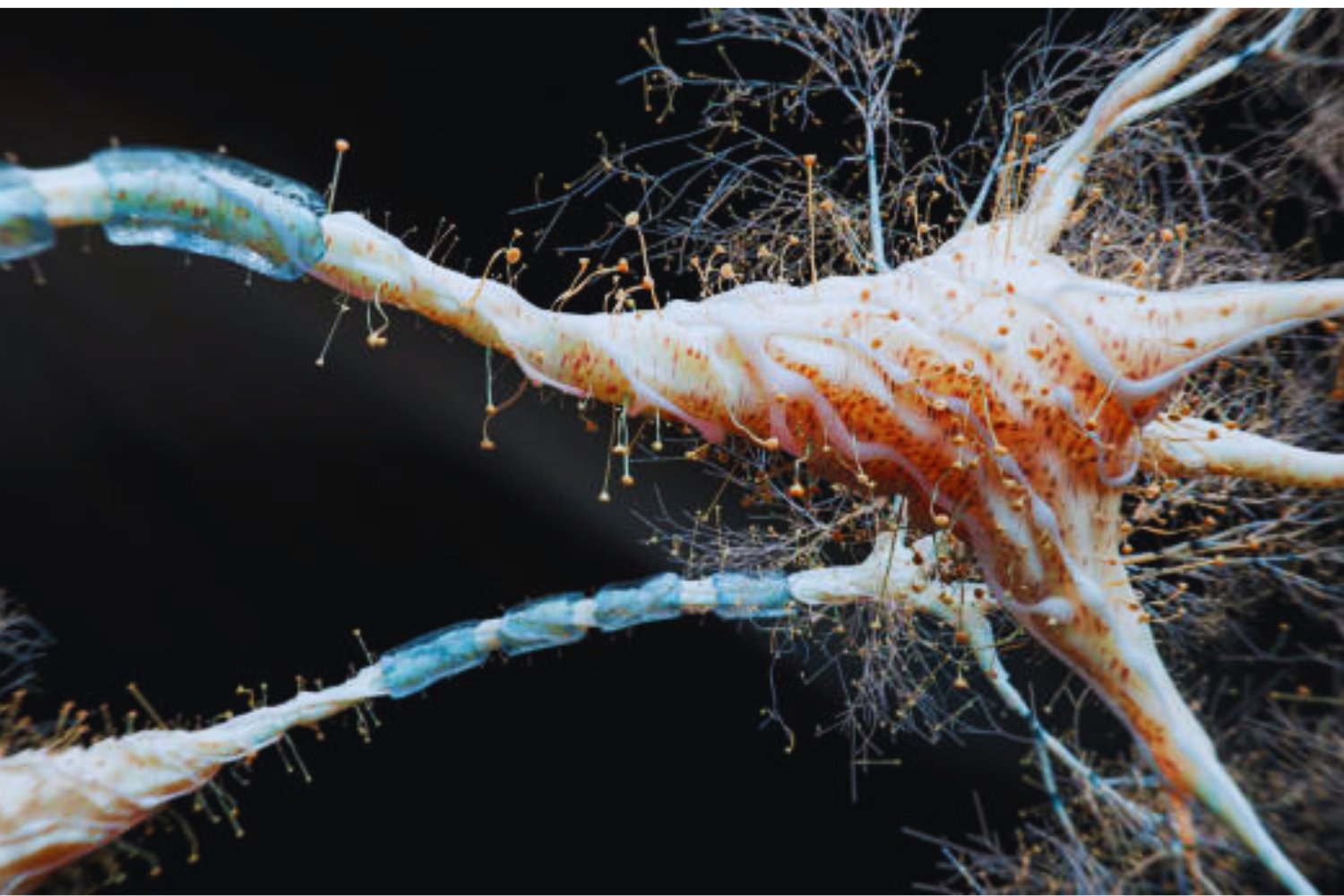 El hongo que promete regenerar neuronas y mejorar la memoria, según la ciencia