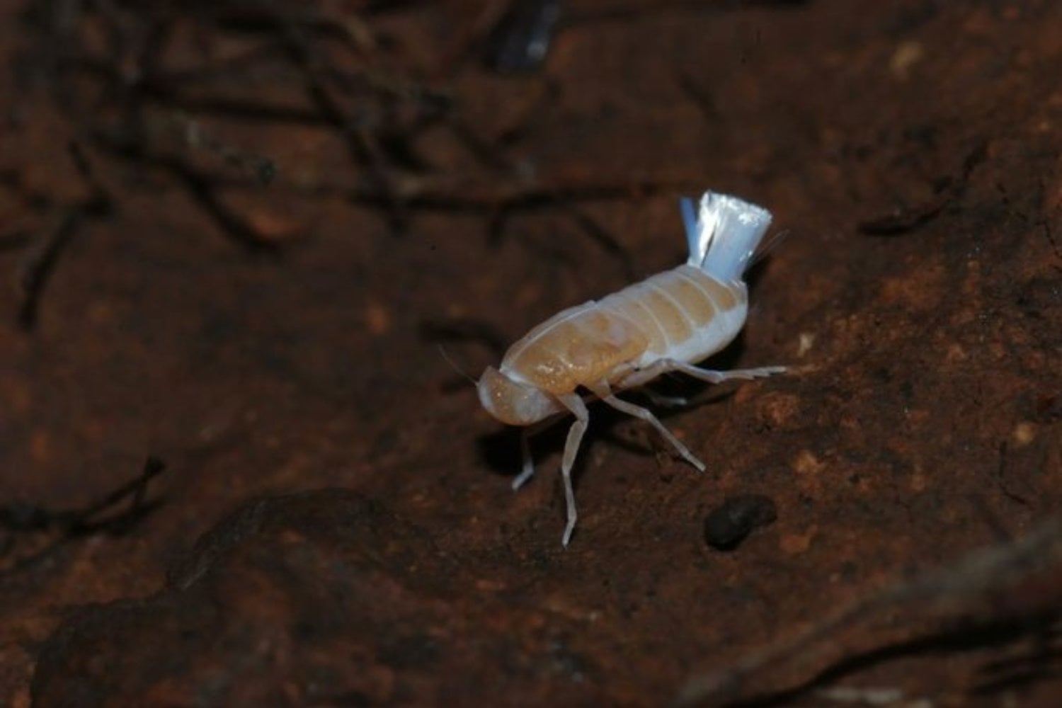El insecto invisible: lo que escondía una cueva volcánica en La Palma