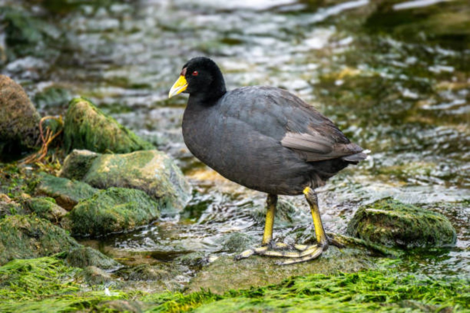El oxígeno desaparece de los lagos: una amenaza silenciosa que podría alterar el equilibrio del planeta