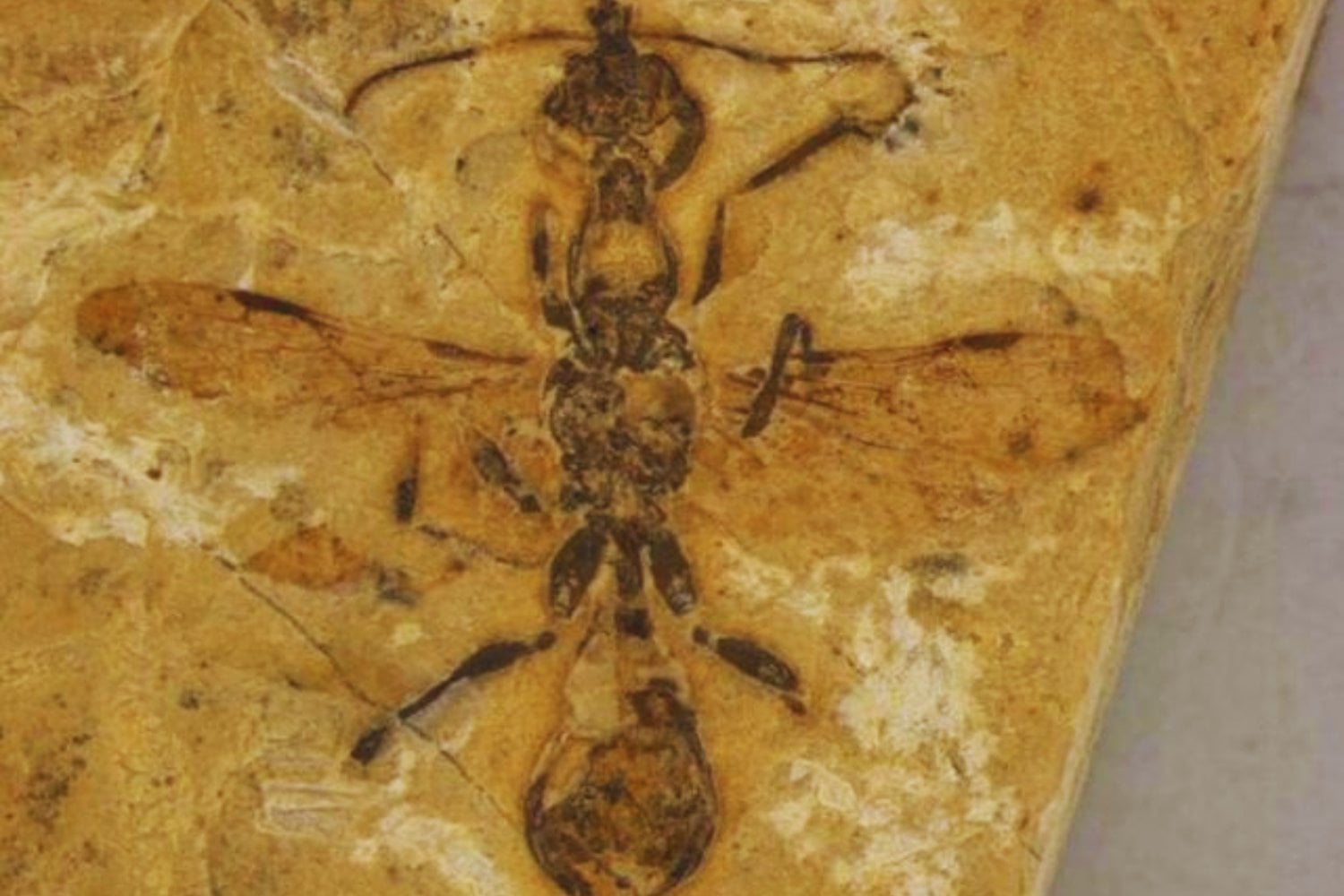 Un fósil inesperado revela que los dinosaurios no estaban solos en el dominio de la Tierra
